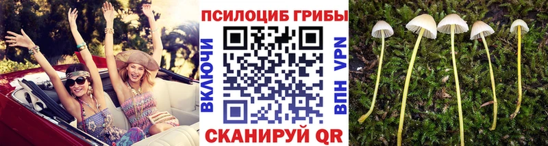 купить наркоту  Уварово  Галлюциногенные грибы Psilocybe 